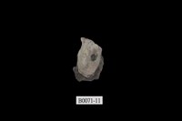 藏品(障泥蛤(方形鉗蛤))的圖片